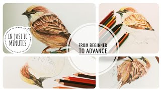 How to draw realistic sparrow/ colour pencil from beginner to advance/ easy tutorial