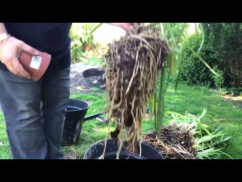 Video: Agapanthus frøformering: Tips til plantning af Agapanthus frø