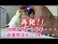 きなこの右目の角膜が真っ白に・・・ 副鼻腔炎【きなこのお父さんのHOW TO BIRD】オカメインコと愉快な仲間たち