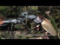 マレーシア最強のクワガタは何か　Strongest stag beetle of Malaysia