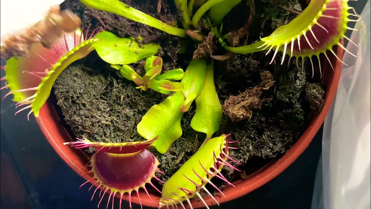 Venus flytrap feeding freeze dried blood worms 4K YouTube