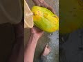 Pepita￼👍🏼😋😚😜🤪
