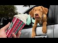 Blind Labrador Puppy Tries First Puppuccino!