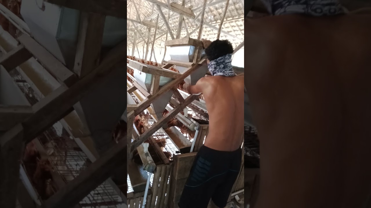 Memberi pakan ayam 3000 hanya 15 menit