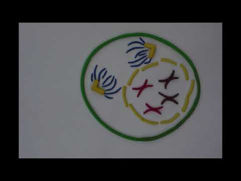 Santos Valerie Mitosis Stop Motion - YouTube