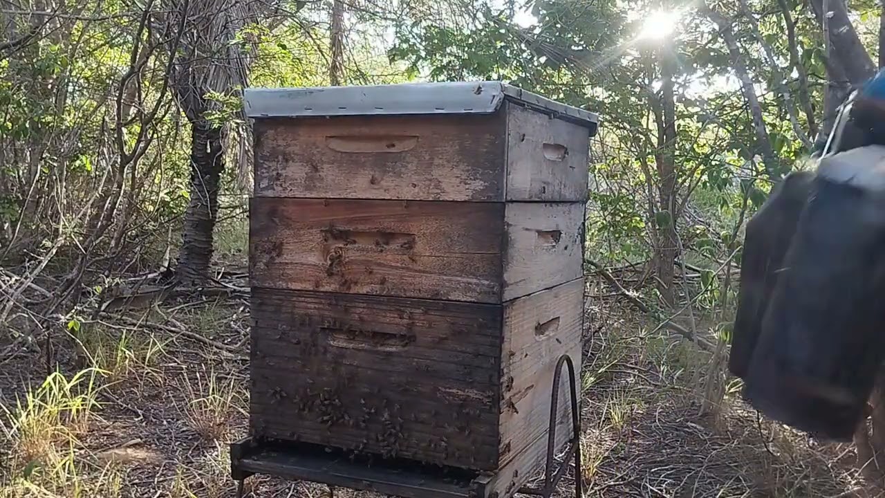 18 de fevereiro de 2026 dia de muito trabalho com as abelhas, mas valeu a pena muito mel 