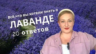 20 вопросов о лаванде| Всё что вы хотели знать о лаванде.