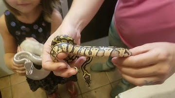 Ball Python Clutch #4 of 2018 out of egg update (only 2 survivors ☹)