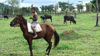 O vaqueiro cercando as vacas..MP4