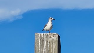 I FOUND SANA IN REAL LIFE!!!