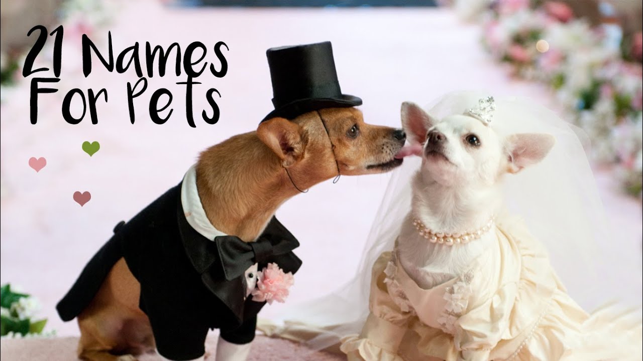 LOVE Pet's Names Inspired By... YouTube