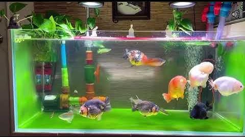 Làm bể cá rachu lên rêu xanh