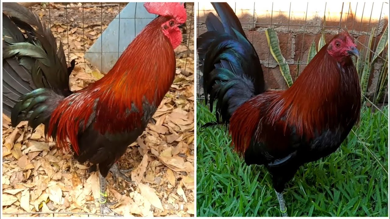 el cambio del gallo Mel Sims CARLOS_RUBIO YouTube