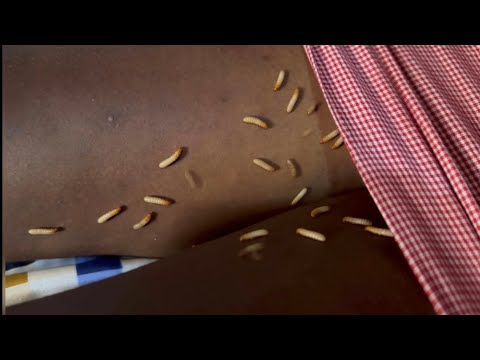 Teaser of season 2  of OUR PARENTS NEEDS watch this video ( full video coming soon 