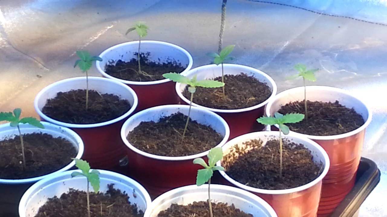 Medical marijuana grow, seeds sprouted.. YouTube