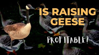 Is Raising Geese Profitable