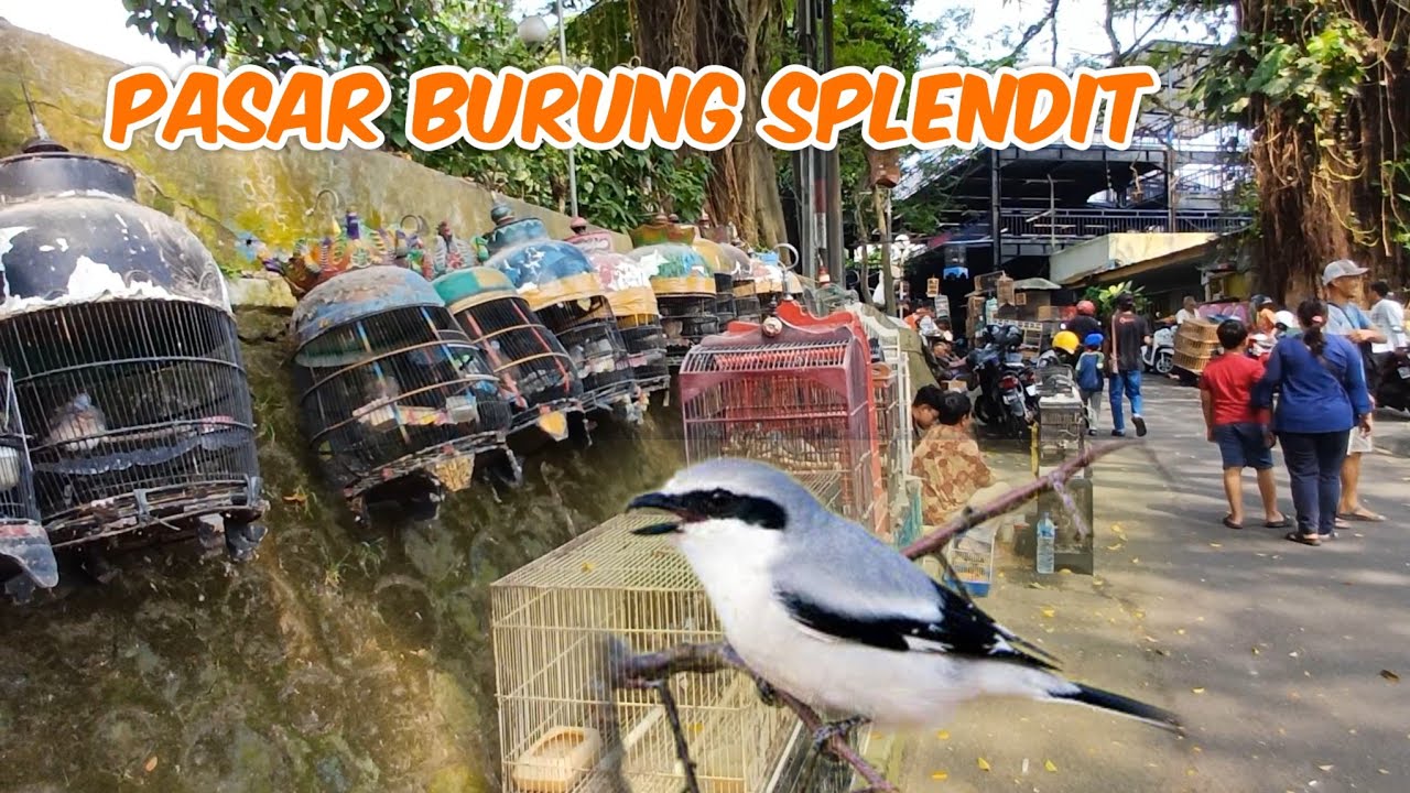 UPDATE TERBARU MELIHAT HEWAN DAN BURUNG DI PASAR SPLENDIT MALANG