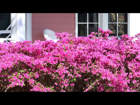 Azaleas in full bloom in North Augusta - YouTube