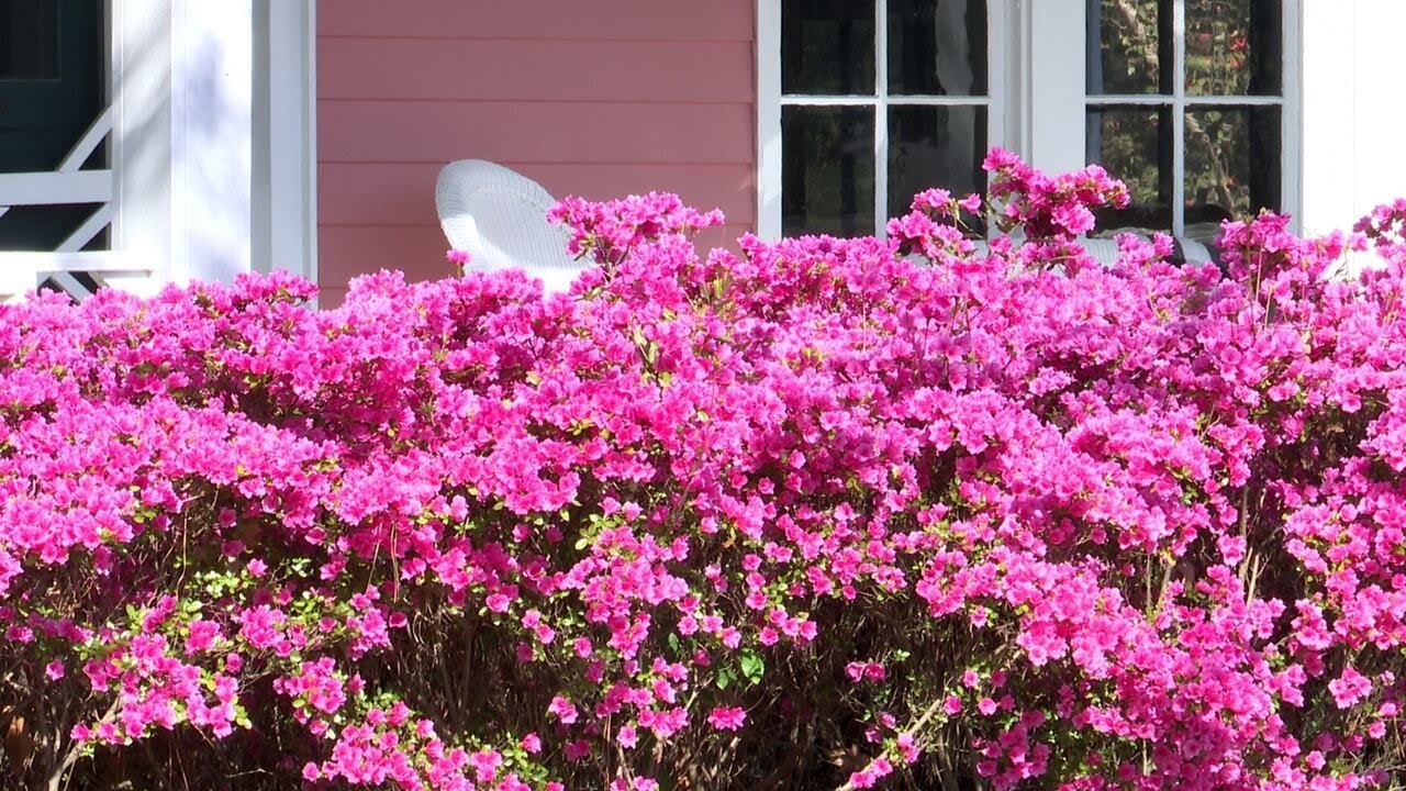 Azaleas in full bloom in North Augusta - YouTube