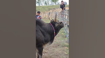 lev laim nom tub vwj coj tuaj tshav khwb yaj