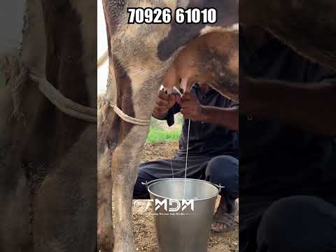 Best Milking Machines