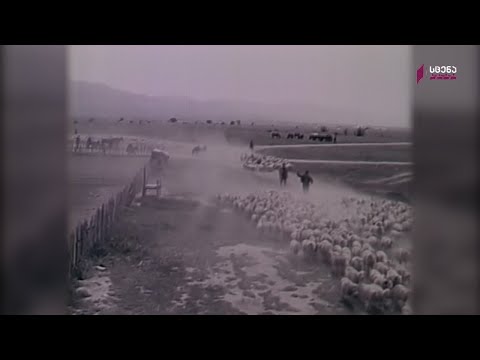 თუში მეცხვარე [სერია 2]