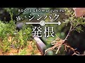 挿し木真柏の発根 植え替え【Bonsai diary 盆栽日記 4/16】初心者の簡単盆栽の作り方 やり方 真柏 春 芽吹き Makashi juniper ROS R5