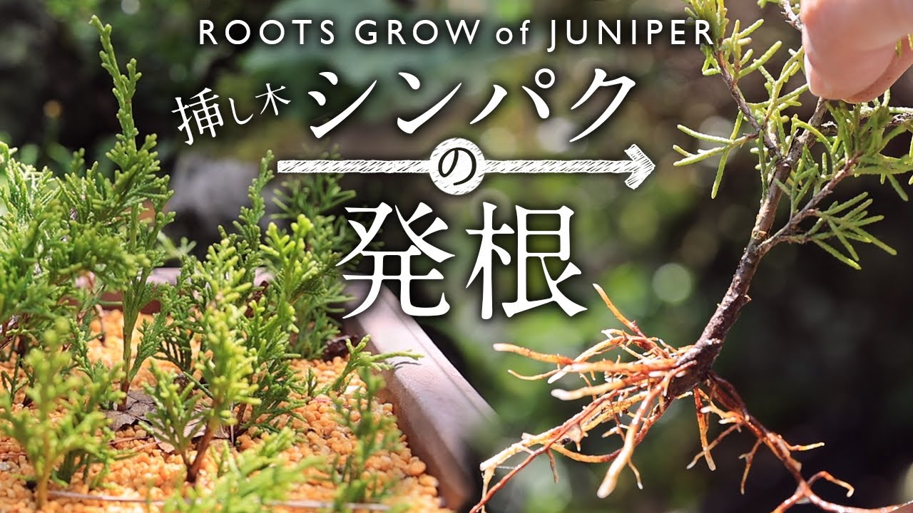 挿し木真柏の発根 植え替え【Bonsai diary 盆栽日記 4/16】初心者の簡単盆栽の作り方 やり方 真柏 春 芽吹き Makashi juniper ROS R5
