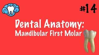 Dental Anatomy | Mandibular First Molar | INBDE