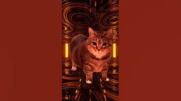 UIACat Fein FEIN FEIN FEIN FEIN FEIN Tiktok Dance Trending Song Cat Cute Singing Singer Funny 