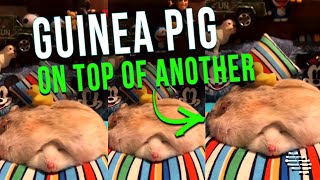 Guinea Pig Lying on Top of Another as They Both Sleep Peacefully