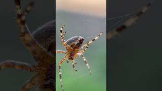 👀 How do spiders spin their webs!? 🕸️ #naturefacts #spider #bugfacts #didyouknow #natureisawesome