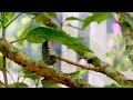 Humming bird, Rare headless grasshopper and from caterpillar to butterfly all in 1 minute