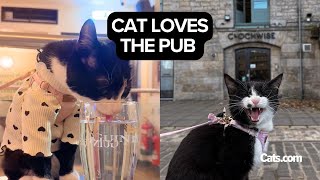 Cat Loves Going To The Pub | The Cat Chronicles