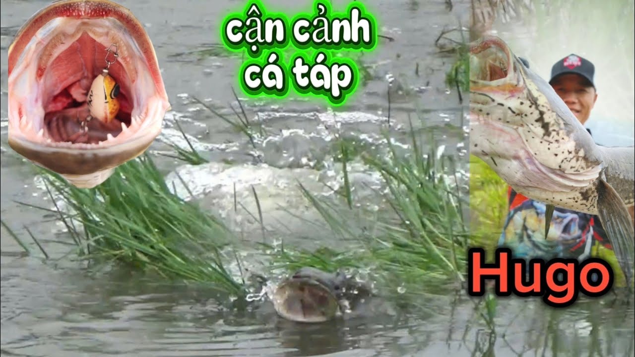 Gặp ngày cá ăn mạnh, đứng quay cận cảnh xem ông anh đóng lên toàn cá lóc to. TTR 109