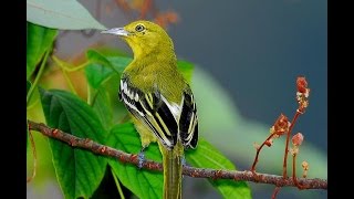 Suara Burung Cipoh Sirtu