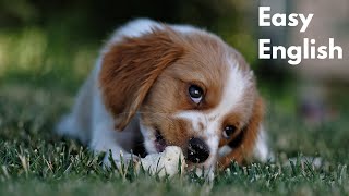 Puppy's Find | Beginner English