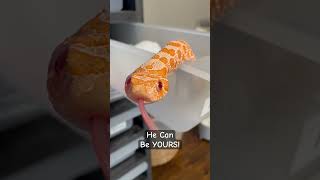 Baby #SNAKE 🐍 Needs a #family 🥺 #HOGNOSE #hognosesnake #adoptable #reptiles #snakeshorts #pets 💙