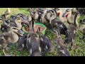 feeding baby ducks