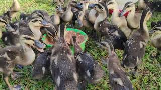 feeding baby ducks