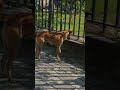 Feeding Stray Dogs Challenge 🐾Love for Strays ❤️🐶#straydogs #kindness #dogfeeding