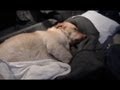 Dog Rescue! Dog treated in ambulance for hypothermia!