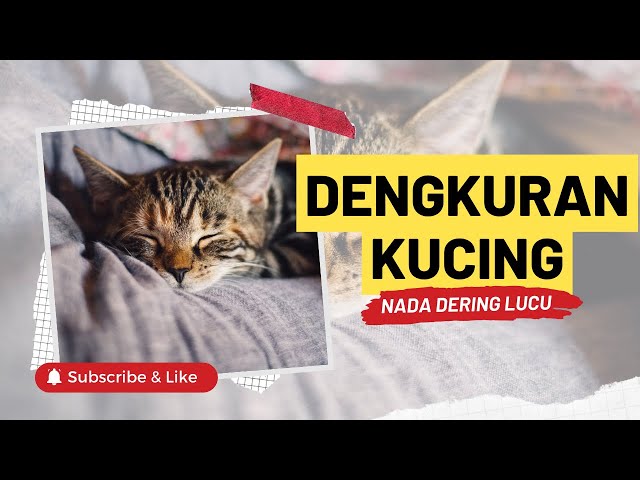 Nada Dering Lucu 1 (Notifikasi WA)| Suara Kucing Mendengkur (purring) class=
