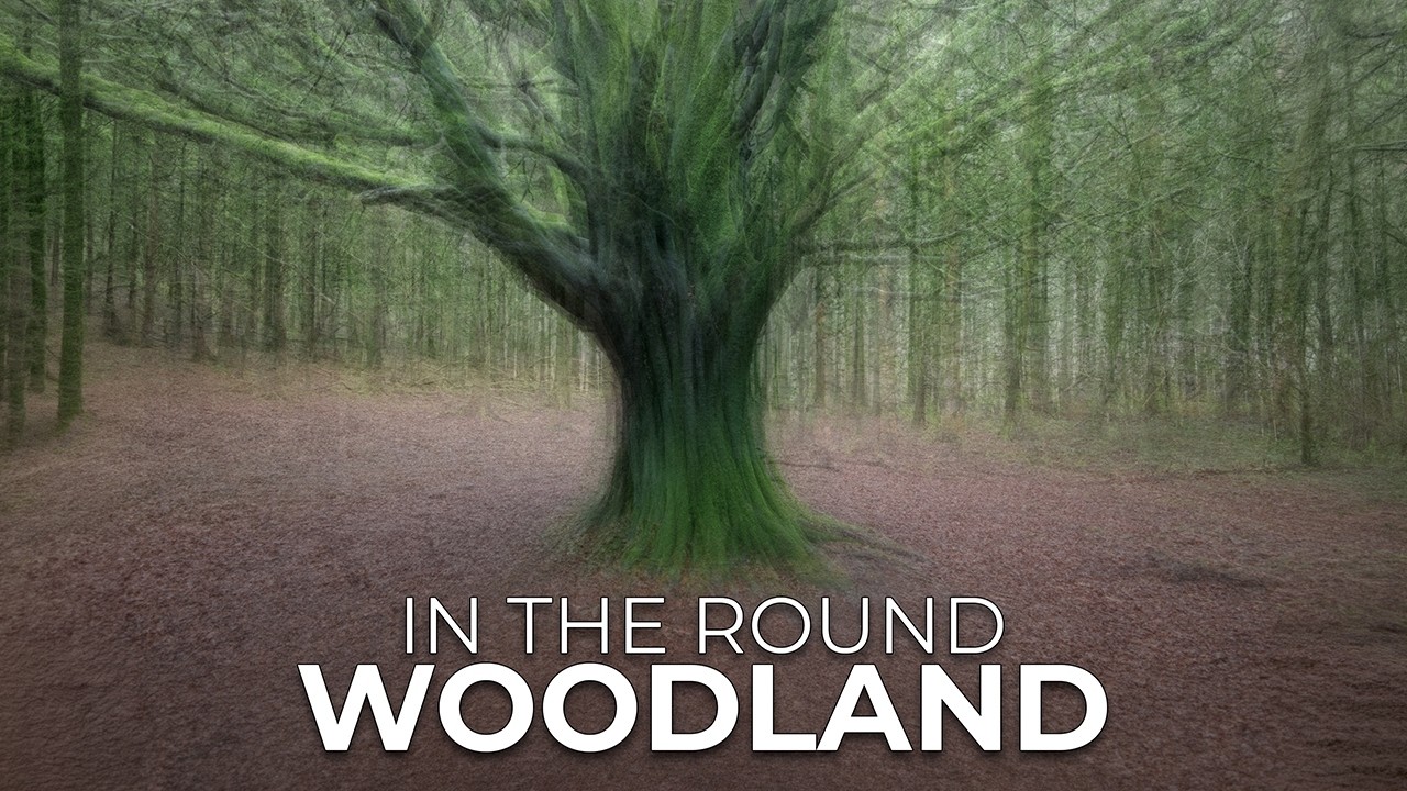 Struggling With Woodland Chaos? | In The Round Photography