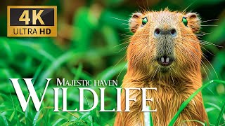 Majestic Haven Wildlife 4K 🐺 Discovery Relaxation Film with Soothing Relaxing Piano Music Real Sound