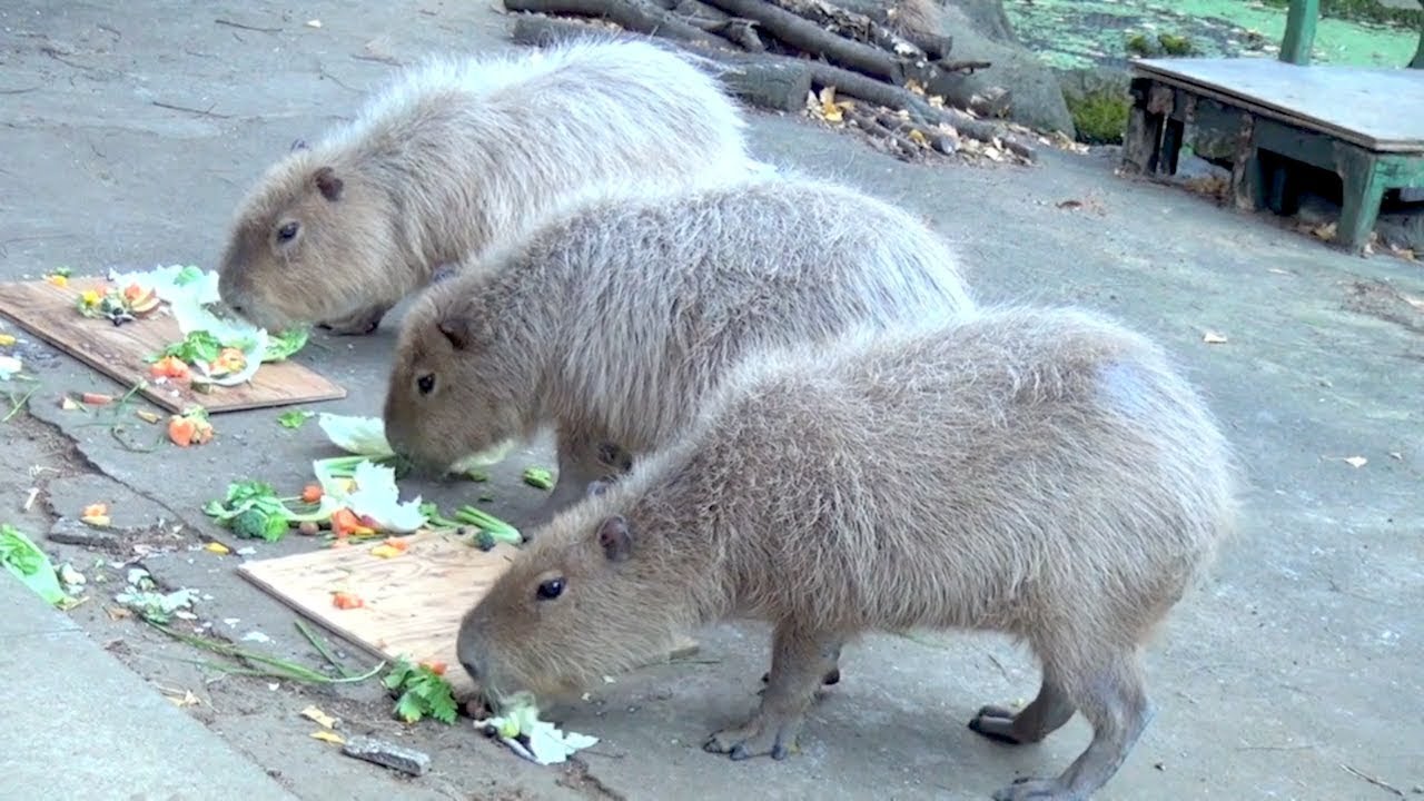 入園無料の動物園 19 動物園情報サイトzoo Palette 全国地域別一覧 地方別 エリア別 飼育動物一覧 人気ランキング 園内マップ アクセス 駐車場 休園日 開園時間 入園料 パスポート ふれあい レストラン 授乳室 施設 イベント 入園無料の動物園 19 動物園情報サイトzoo Palette 全国地域別一覧 地方別 エリア別 飼育動物一覧 人気ランキング 園内マップ アクセス 駐車場 休園日 開園時間 入園料 パスポート ふれあい レストラン 授乳室 施設 イベント
