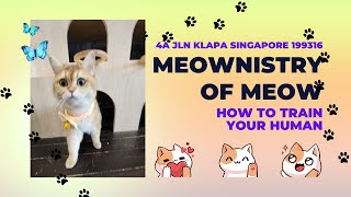 Singapore's Environment Ministry gives sustainability a paws-itive spin  with cat memes (Videos)