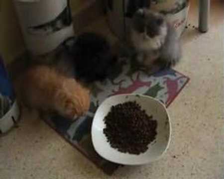 Watch the video about British Longhair & Highland Fold