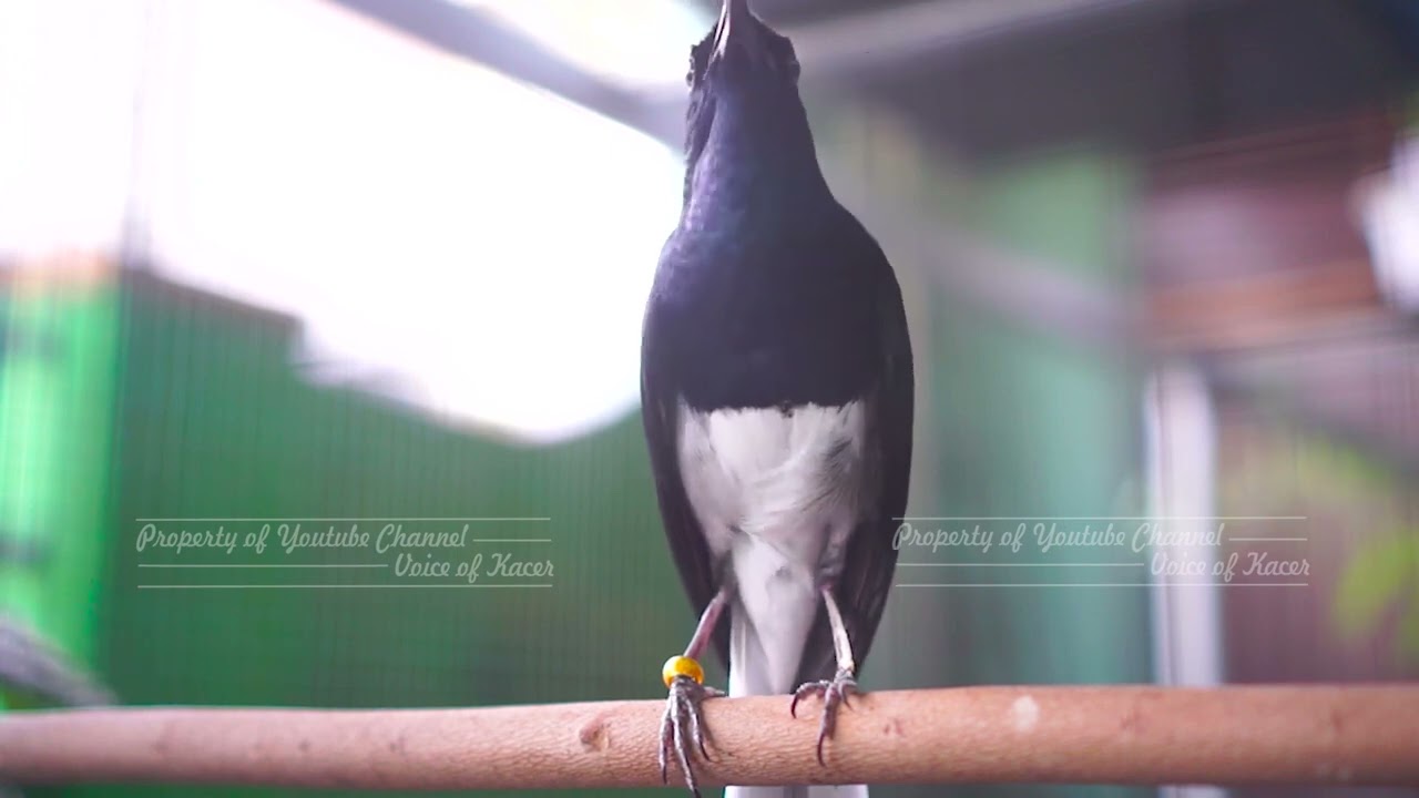 Kacer Kurang Emosi !! Silahkan Putar Dijamin Burung Kacer Anda Langsung Ikut Gacor