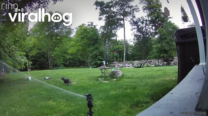 Sprinkler Helps Dog Defend Backyard From Black Bear || ViralHog